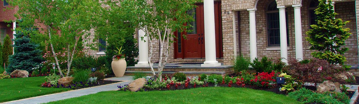 Front entry landscape with birch trees, red flowering beds and stone accents